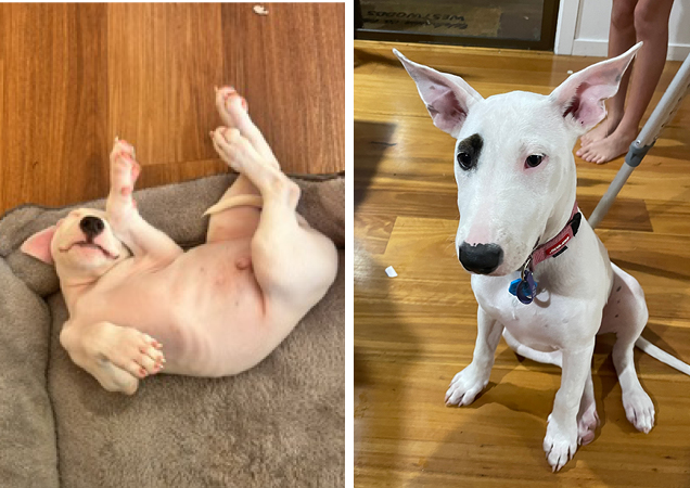 Sadie, before and after.